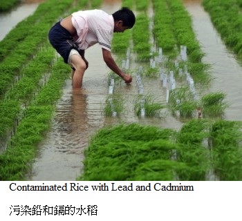 Cd_Contaminate